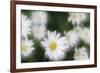 Daisy Symphony-Wild Wonders of Europe-Framed Giclee Print