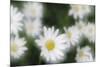 Daisy Symphony-Wild Wonders of Europe-Mounted Giclee Print