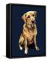 Daisy the Labrador on Midnight Blue, 2020, (Pen and Ink)-Mike Davis-Framed Stretched Canvas