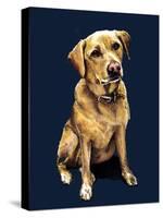 Daisy the Labrador on Midnight Blue, 2020, (Pen and Ink)-Mike Davis-Stretched Canvas