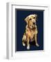 Daisy the Labrador on Midnight Blue, 2020, (Pen and Ink)-Mike Davis-Framed Giclee Print