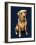 Daisy the Labrador on Midnight Blue, 2020, (Pen and Ink)-Mike Davis-Framed Giclee Print