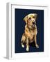 Daisy the Labrador on Midnight Blue, 2020, (Pen and Ink)-Mike Davis-Framed Giclee Print