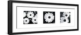 Daisy Triptych-Joseph Eta-Framed Giclee Print