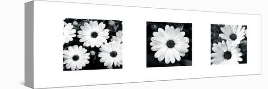 Daisy Triptych-Joseph Eta-Stretched Canvas