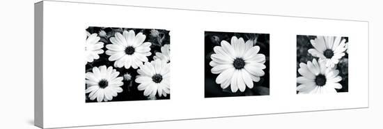 Daisy Triptych-Joseph Eta-Stretched Canvas