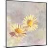 Daisy two-Claire Westwood-Mounted Art Print