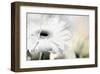 Daisy-Karin Connolly-Framed Art Print