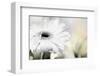 Daisy-Karin Connolly-Framed Art Print