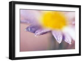 Daisy-null-Framed Photographic Print