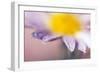 Daisy-null-Framed Photographic Print