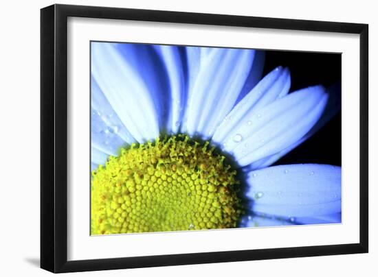 Daisy-Carrie Webster-Framed Photographic Print