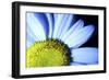 Daisy-Carrie Webster-Framed Photographic Print