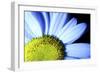 Daisy-Carrie Webster-Framed Photographic Print