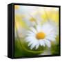 Daisy-Philippe Sainte-Laudy-Framed Stretched Canvas