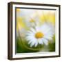 Daisy-Philippe Sainte-Laudy-Framed Photographic Print