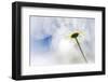 Daisy-Ursula Abresch-Framed Photographic Print