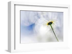 Daisy-Ursula Abresch-Framed Photographic Print