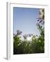 Daisybushes, Blue Sky, Portuguese Atlantic Coast, Praia D'El Rey, Province Obidos, Portugal-Axel Schmies-Framed Photographic Print