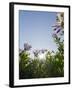 Daisybushes, Blue Sky, Portuguese Atlantic Coast, Praia D'El Rey, Province Obidos, Portugal-Axel Schmies-Framed Photographic Print