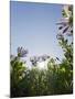 Daisybushes, Blue Sky, Portuguese Atlantic Coast, Praia D'El Rey, Province Obidos, Portugal-Axel Schmies-Mounted Photographic Print