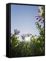 Daisybushes, Blue Sky, Portuguese Atlantic Coast, Praia D'El Rey, Province Obidos, Portugal-Axel Schmies-Framed Stretched Canvas