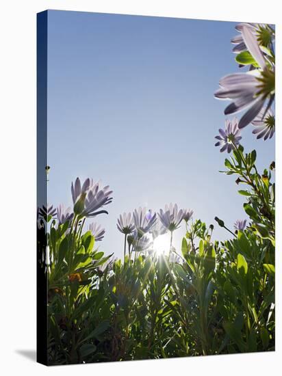 Daisybushes, Blue Sky, Portuguese Atlantic Coast, Praia D'El Rey, Province Obidos, Portugal-Axel Schmies-Stretched Canvas