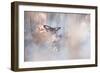 Dakinis Are Watching Over Us-Fabien Bravin-Framed Giclee Print