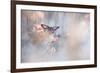 Dakinis Are Watching Over Us-Fabien Bravin-Framed Giclee Print