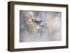 Dakinis Are Watching Over Us-Fabien Bravin-Framed Photographic Print