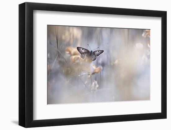 Dakinis Are Watching Over Us-Fabien Bravin-Framed Photographic Print