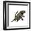 Dakosaurus, White Background-null-Framed Art Print