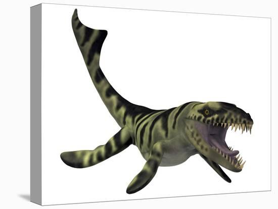 Dakosaurus, White Background-Stocktrek Images-Stretched Canvas