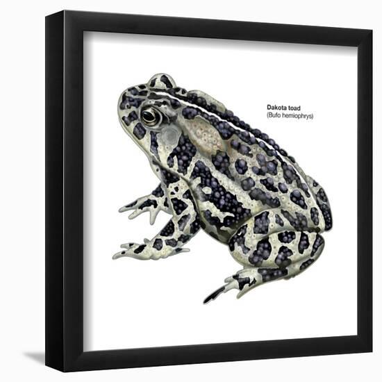 Dakota Toad (Bufo Hemiophrys), Amphibians-Encyclopaedia Britannica-Framed Poster
