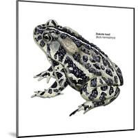 Dakota Toad (Bufo Hemiophrys), Amphibians-Encyclopaedia Britannica-Mounted Poster