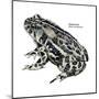 Dakota Toad (Bufo Hemiophrys), Amphibians-Encyclopaedia Britannica-Mounted Poster