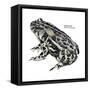 Dakota Toad (Bufo Hemiophrys), Amphibians-Encyclopaedia Britannica-Framed Stretched Canvas