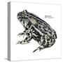 Dakota Toad (Bufo Hemiophrys), Amphibians-Encyclopaedia Britannica-Stretched Canvas