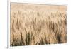 Dakota Wheat Fields-Nathan Larson-Framed Photographic Print