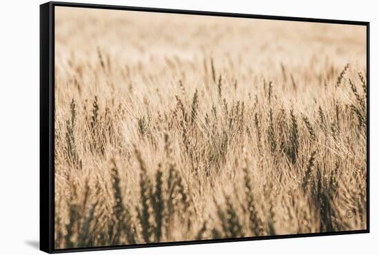 Dakota Wheat Fields-Nathan Larson-Framed Stretched Canvas