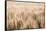 Dakota Wheat Fields-Nathan Larson-Framed Stretched Canvas