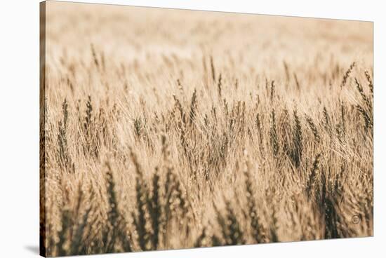 Dakota Wheat Fields-Nathan Larson-Stretched Canvas