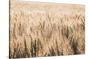 Dakota Wheat Fields-Nathan Larson-Stretched Canvas