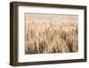 Dakota Wheat Fields-Nathan Larson-Framed Photographic Print