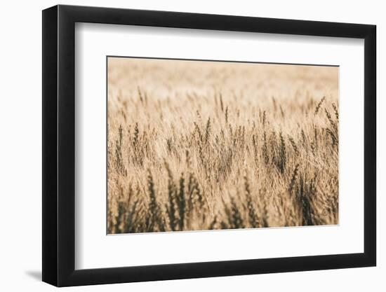 Dakota Wheat Fields-Nathan Larson-Framed Photographic Print