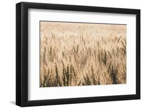 Dakota Wheat Fields-Nathan Larson-Framed Photographic Print