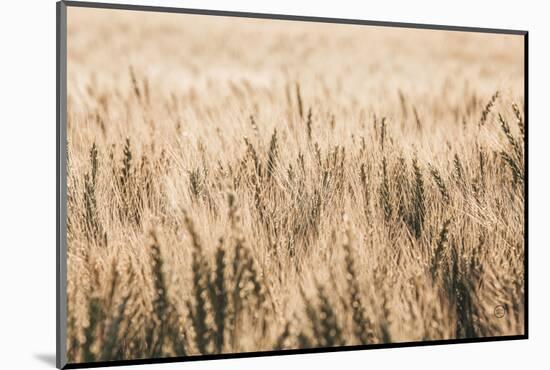 Dakota Wheat Fields-Nathan Larson-Mounted Photographic Print