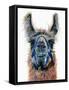 Dalai Llama-Melissa Symons-Framed Stretched Canvas