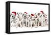 Dalamatian Dogs with Christmas Hats-null-Framed Stretched Canvas