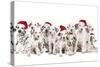 Dalamatian Dogs with Christmas Hats-null-Stretched Canvas